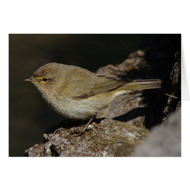 Phylloscopus collybita cards (Front Horizontal)