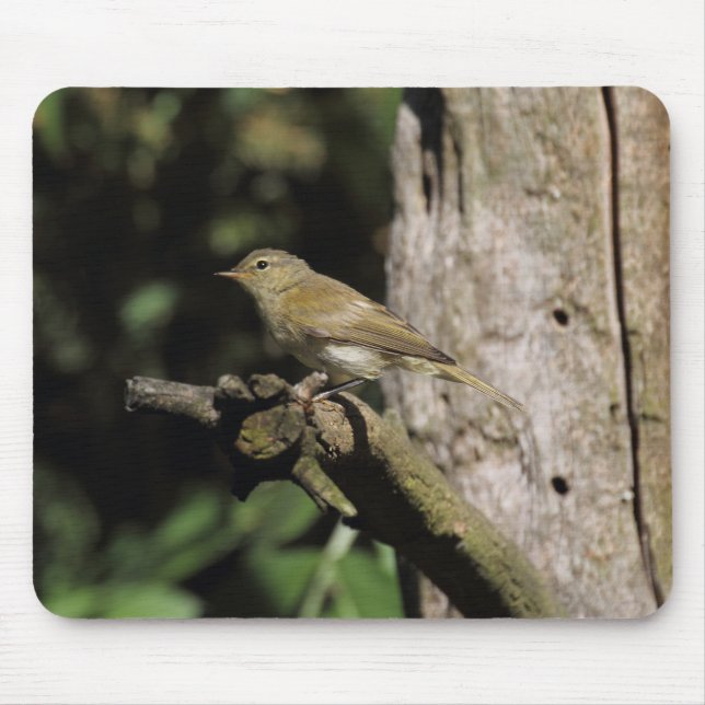 Phylloscopus collybita mouse pad (Front)