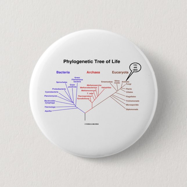 Phylogenetic Tree Of Life - You Are Here (Biology) Button (Front)