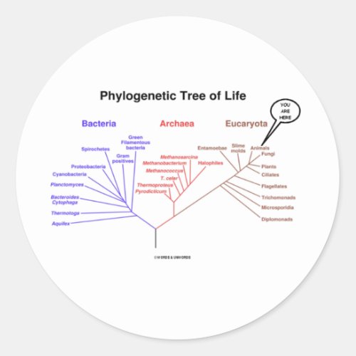 Phylogenetic Tree Of Life _ You Are Here Biology Classic Round Sticker