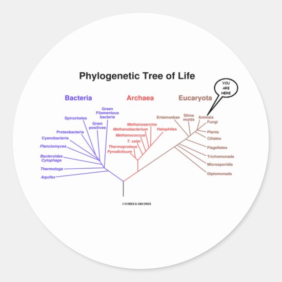 Phylogenetic Tree Of Life - You Are Here (Biology) Classic Round Sticker
