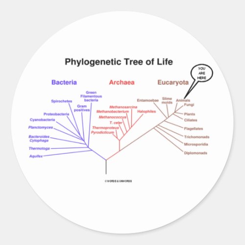 Phylogenetic Tree Of Life _ You Are Here Biology Classic Round Sticker