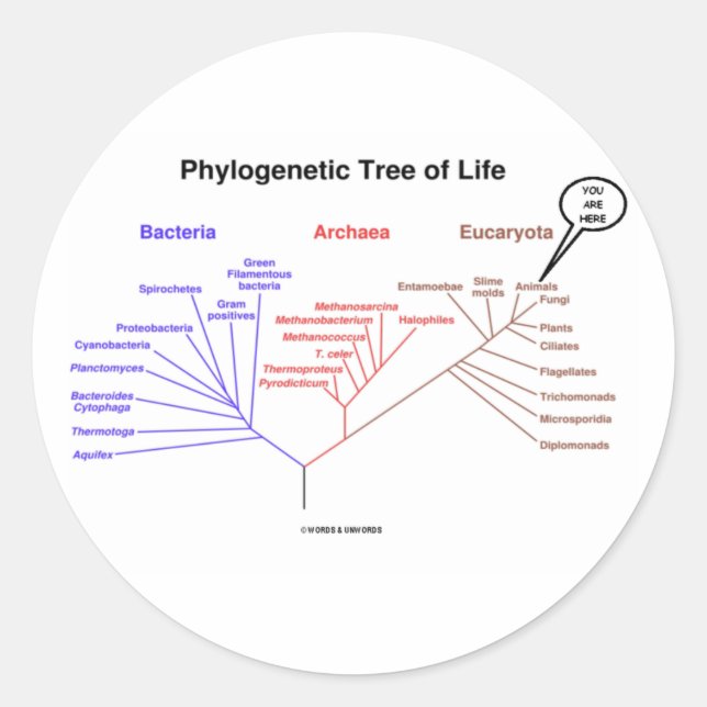 Phylogenetic Tree Of Life - You Are Here (Biology) Classic Round Sticker (Front)