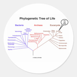 Phylogenetic Tree Of Life - You Are Here (Biology) Classic Round Sticker
