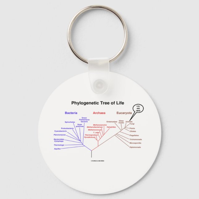 Phylogenetic Tree Of Life - You Are Here (Biology) Keychain (Front)