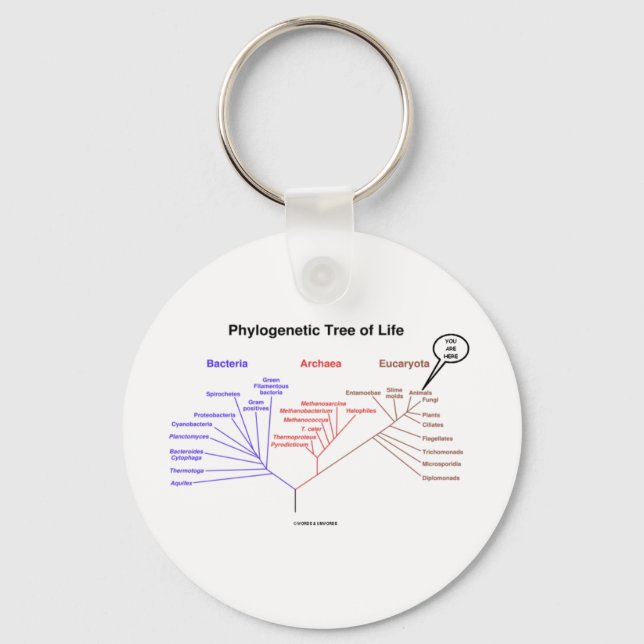 Phylogenetic Tree Of Life - You Are Here (Biology) Keychain (Front)