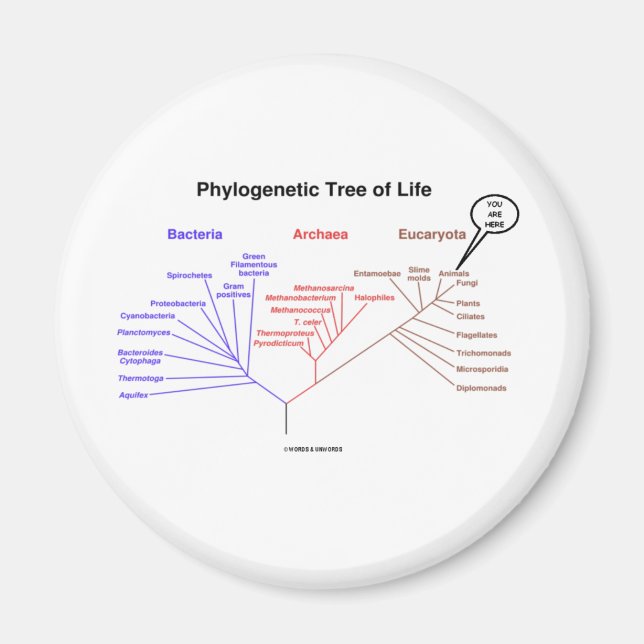Phylogenetic Tree Of Life - You Are Here (Biology) Magnet (Front)