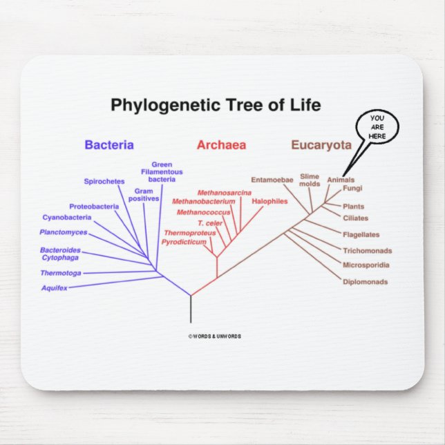 Phylogenetic Tree Of Life - You Are Here (Biology) Mouse Pad (Front)