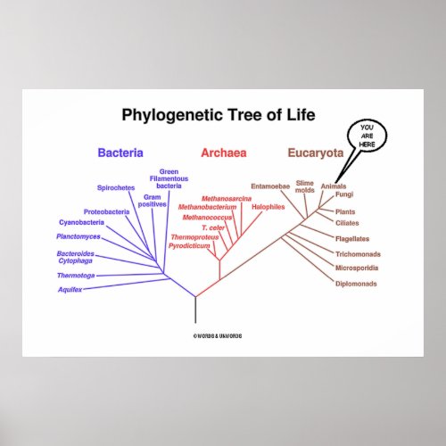 Phylogenetic Tree Of Life You Are Here Poster