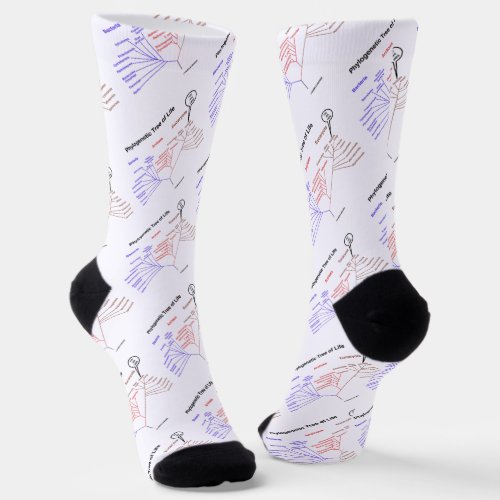 Phylogenetic Tree Of Life You Are Here Socks