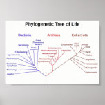 Phylogenetic Tree Poster at Zazzle