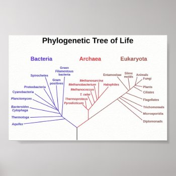 Phylogenetic Tree Poster by jetglo at Zazzle