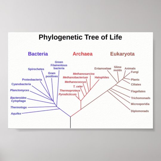 Phylogenetic Tree Poster | Zazzle.com