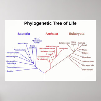 Phylogenetic Tree Poster