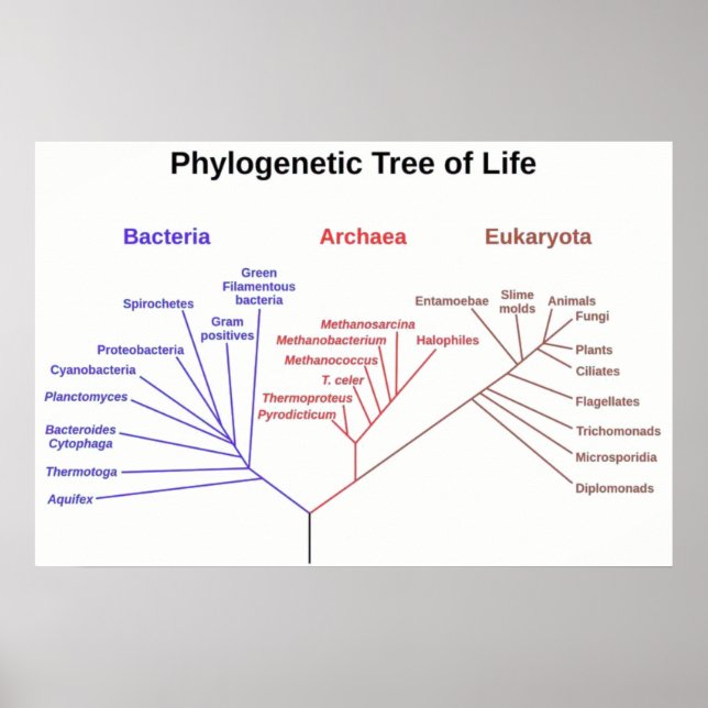 Phylogenetic Tree Poster (Front)