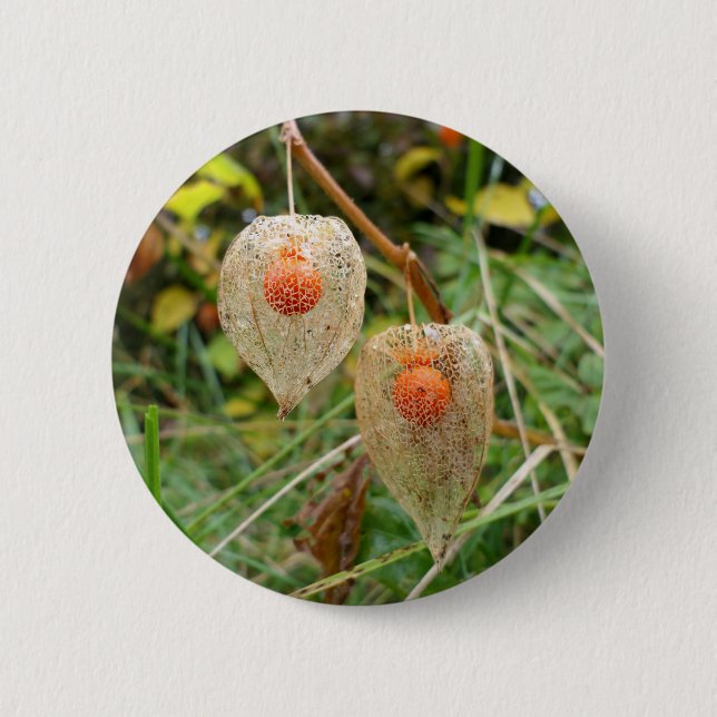 Physalis alkekengi Badge Button (Front)