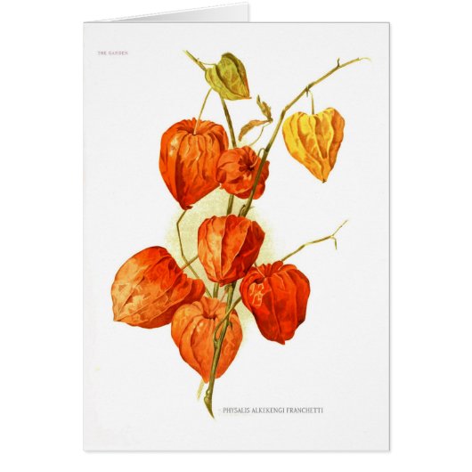 Physalis alkekengi franchetti cards (Front)