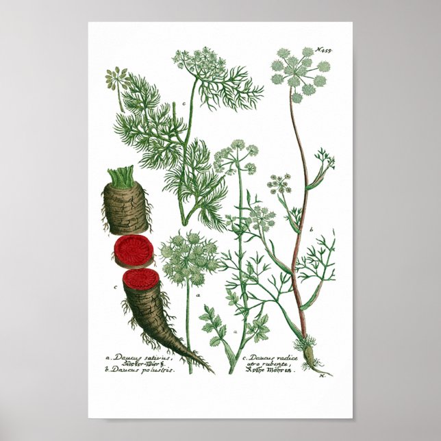 Phytanthoza Iconographia N459 Poster (Front)