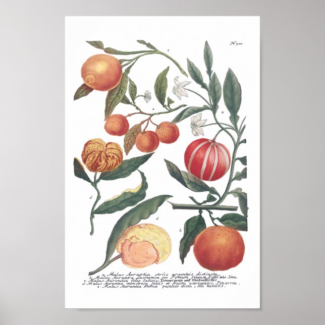 Phytanthoza Iconographia N700 Poster (Front)