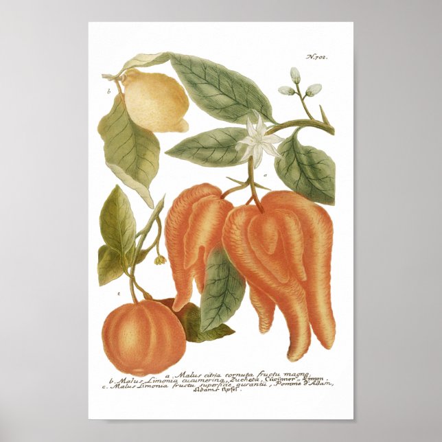 Phytanthoza Iconographia N702 Poster (Front)