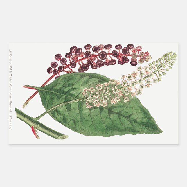 Phytolacca Decandra (American Pokeweed) (1806) Rectangular Sticker (Front)