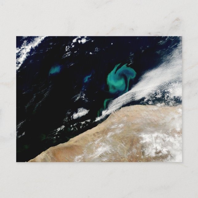 Phytoplankton bloom off Namibia Postcard (Front)