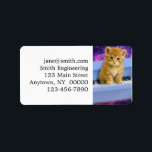 Piano cat label<br><div class="desc">cute cats, funny cats, kittens pet kitty keyboard , kitten tabby small beautiful, animal little pretty domestic, feline baby adorable paw , sitting lovely music instrument , classical musical concert melody , sound classic musician</div>