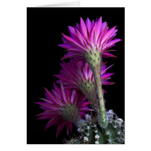 Piazza cactus flower cards