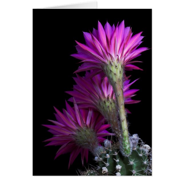 Piazza cactus flower cards (Front)