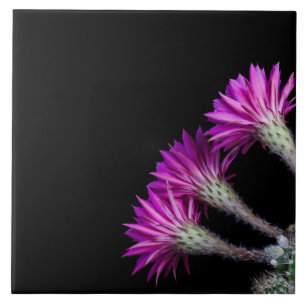 Piazza pink cactus blooms from all around ceramic tile