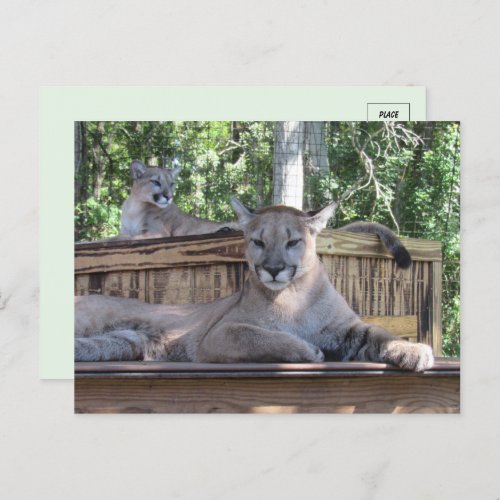 Pic of 11 month old Cougar Cubs Postcard 