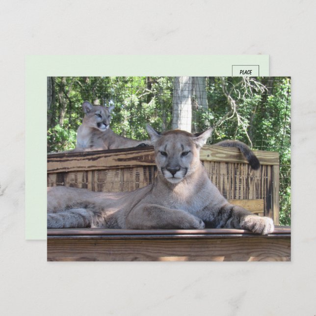 Pic of 11 month old Cougar Cubs Postcard  (Front/Back)