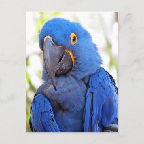 Pic of a Blue and Gold Macaw  Postcard