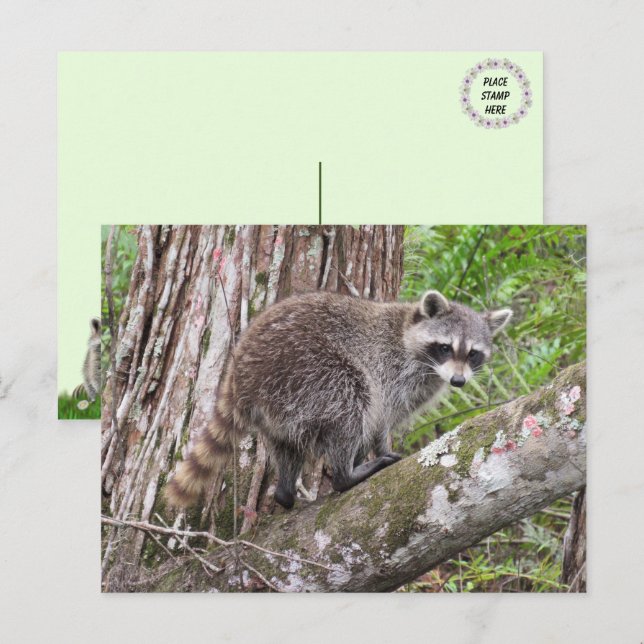 Pic of a Foraging Raccoon Postcard (Front/Back)