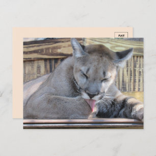 Pic of an 11 month old Cougar Cub Pic Postcard