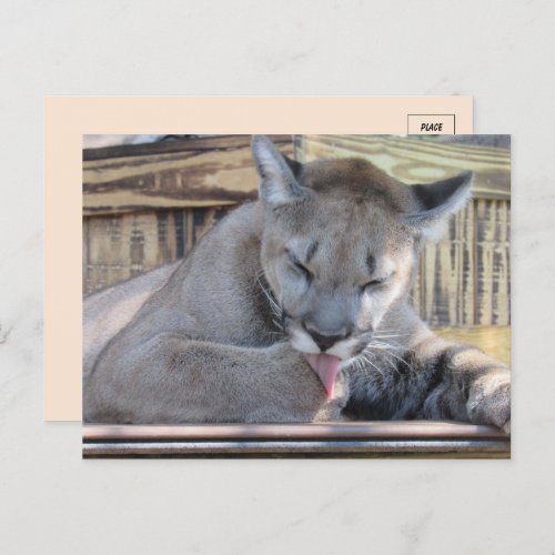 Pic of an 11 month old Cougar Cub Pic  Postcard