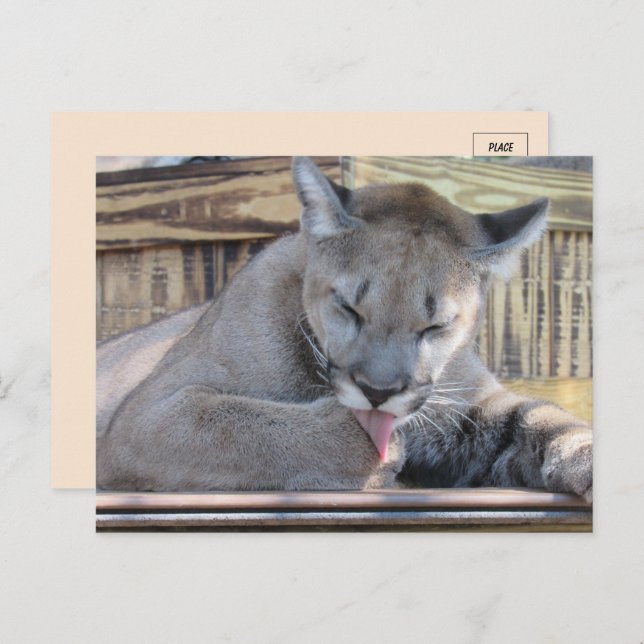 Pic of an 11 month old Cougar Cub Pic  Postcard (Front/Back)