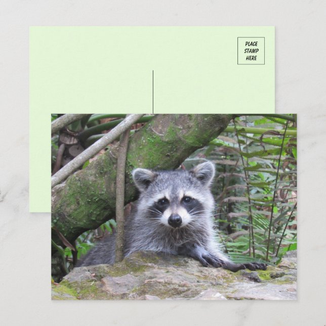 Pic of An Adorable Baby Raccoon Postcard (Front/Back)