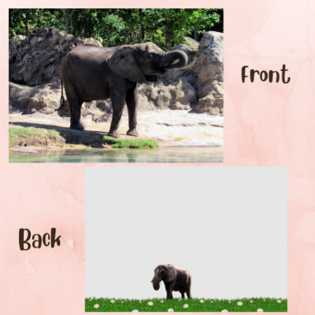 Pic Of An African Elephant Flat Card
