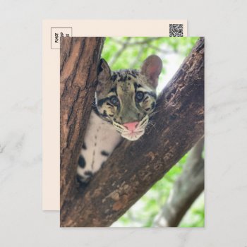 Pic Of Clouded Leopard Cub Postcard by CatsEyeViewGifts at Zazzle
