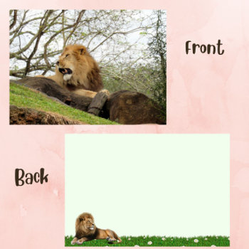 Pic Of Lion Resting And Calling Out On A Flat Card by CatsEyeViewGifts at Zazzle