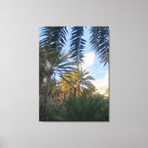 pic of palm tree