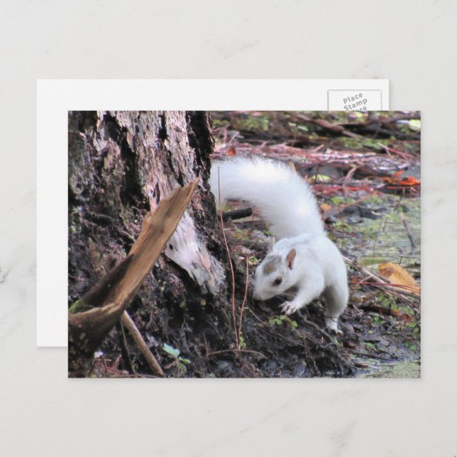 Pic of White Squirrel - Kissimmee Fl Postcard (Front/Back)