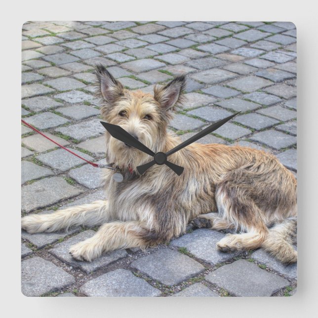 Picardy Shepherd Square Wall Clock (Front)