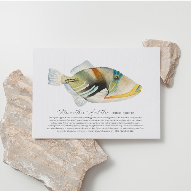 Picasso Triggerfish Holiday Postcard (Creator Uploaded)