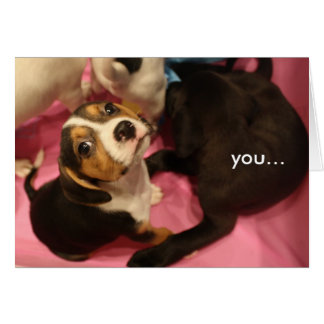 pick of the litter cards