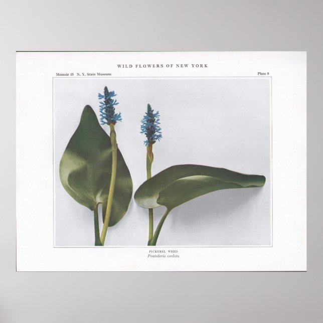 Pickerel Weed - Pontederia cordata Poster (Front)