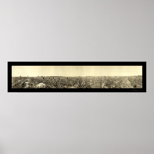 Picking Cotton Photo 1917 Poster (Front)