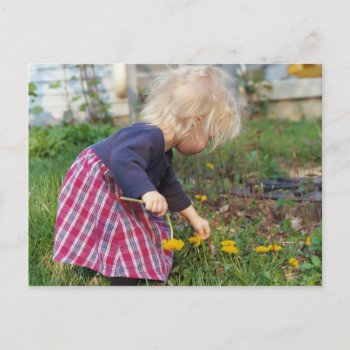 Picking Dandelions Postcard by Captain_Panama at Zazzle