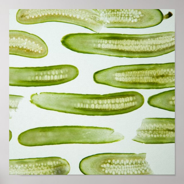 Pickles Green Poster (Front)